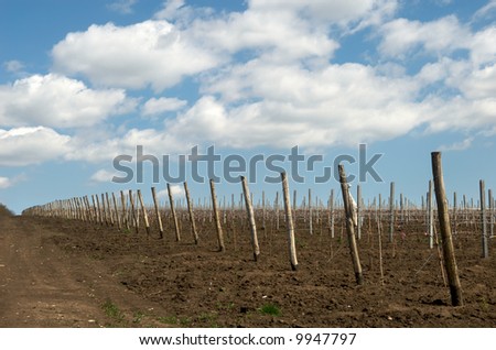 Young grape seedling in spring. Moldova