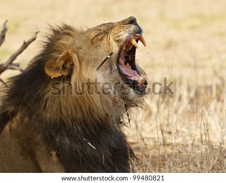 Old male lion with porcupine quills in face yawning