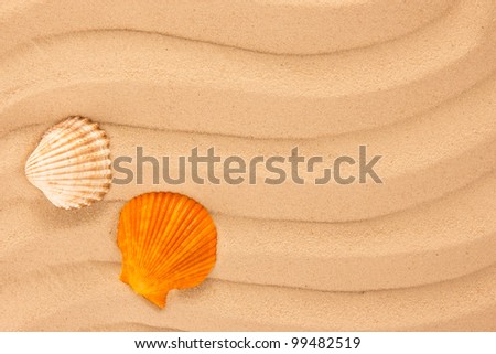 Sea shells on sand background