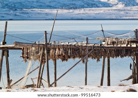A rack with stockfish drying in the snow