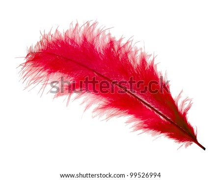 Feather isolated on white background Royalty-Free Stock Photo #99526994
