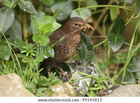 Close up of a female Blackbird  collecting worms to feed her young