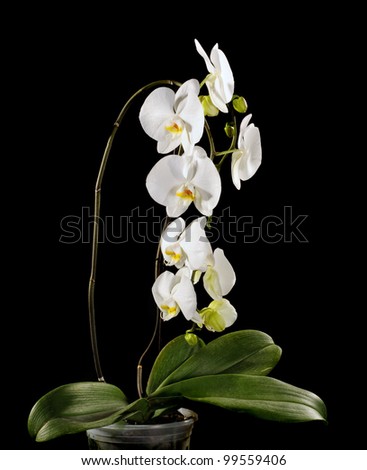 White orchid on black background.