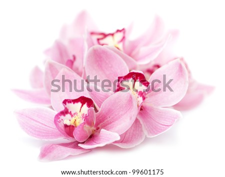 pink orchid flowers isolated Royalty-Free Stock Photo #99601175
