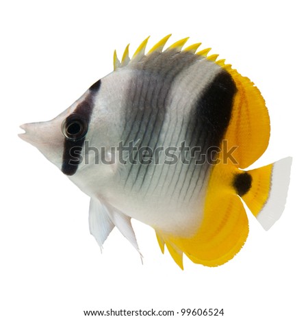 marine fish, butterflyfish reef fish on white background