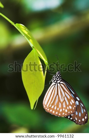 beautiful butterfly on the leaf, macro view