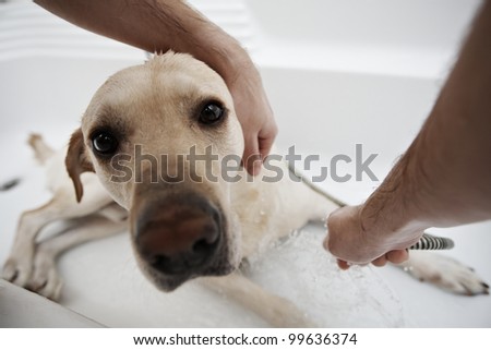 Labrador retriever in bath - selective focus