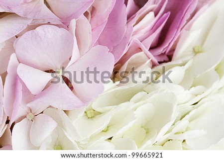 Close up of abstract background of pretty pastel colored Hydrangeas with shallow depth of field. Some blur on lower portion of image.