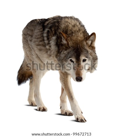 wolf. Isolated over white background with shade