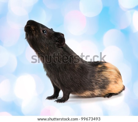 Guinea pig stands on its hind legs (ramps)
