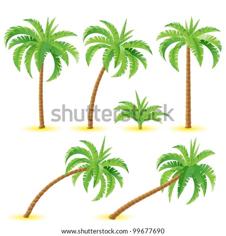 Coconut palms. Illustration on white background for design