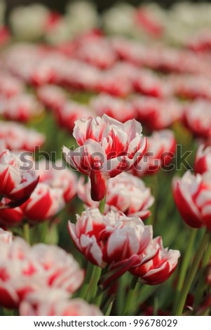 Red and white tulip flower field
