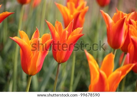 Orange tulip flower field