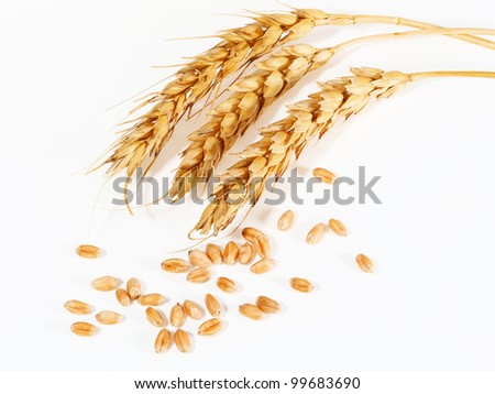 spikelets and grains of wheat on a white background Royalty-Free Stock Photo #99683690