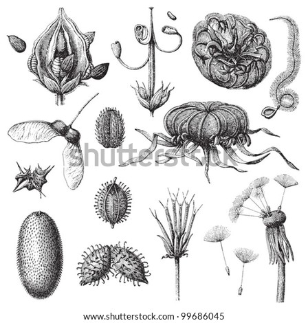 Collection of seeds / vintage illustration from Meyers Konversations-Lexikon 1897