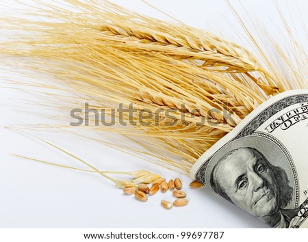 Wheat and dollar banknote in close up