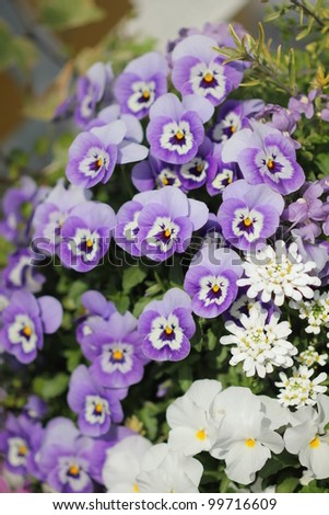Purple viola in garden