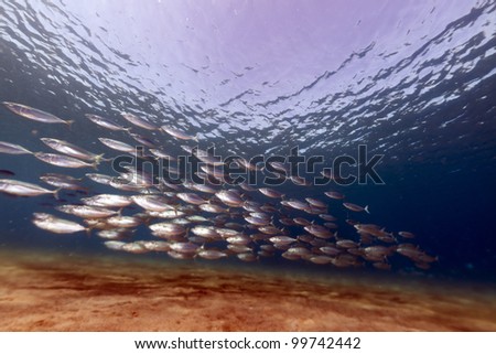 Striped mackerel in the Red Sea