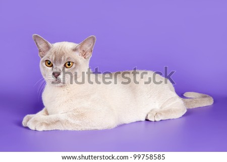 Burmese cat on purple background