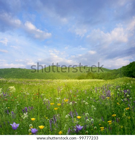 Mountain landscape with flowers Royalty-Free Stock Photo #99777233