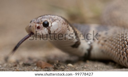Shield Nosed Snake (Aspidelaps scutatus) with tongue out, South Africa