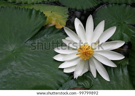 Natural background: white water lilly blossoms with lotus leaves