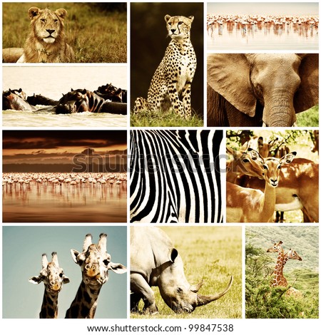 African wild animals safari collage, large group of fauna diversity at African continent, natural themed collection background, beautiful nature of Kenya, wildlife adventure and travel
