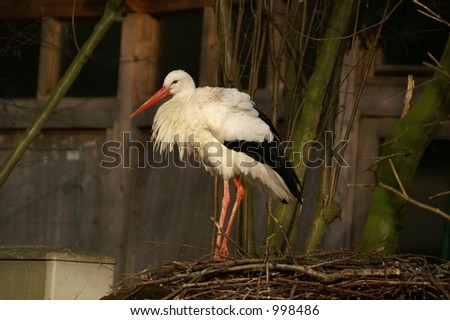 Picture of stork standing in water