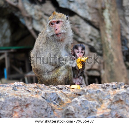 Mother carrying baby monkey