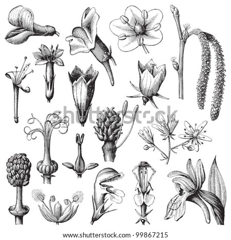 Flower collection / vintage illustration from Meyers Konversations-Lexikon 1897
