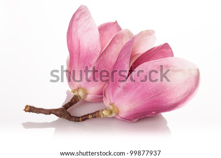beautiful magnolia isolated on white background