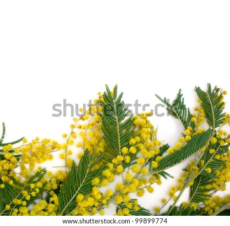 Floral background: mimosa branch isolated on a white background.