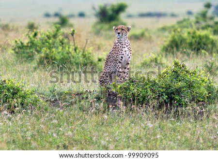 A cheetah on the Masai Mara National Reserve - Kenya