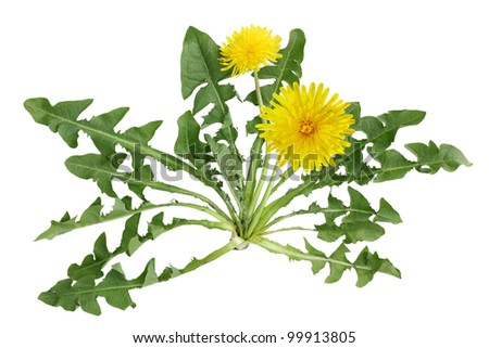 Dandelion plant with flower isolated on white background