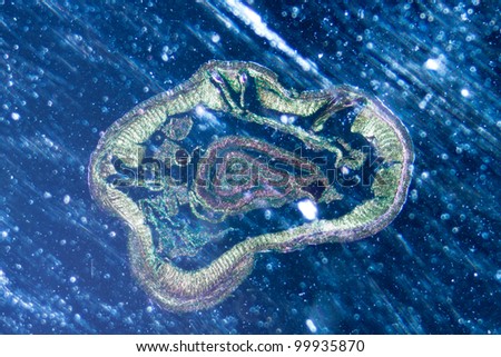 science microscopy micrograph earthworm crosscutting