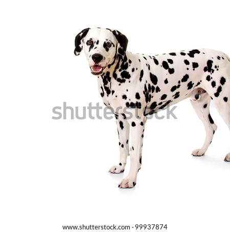 Dalmatian, 5 years old, standing in front of white background, studio shot.