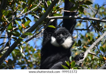 this is a white faced gibbon hanging from a tree