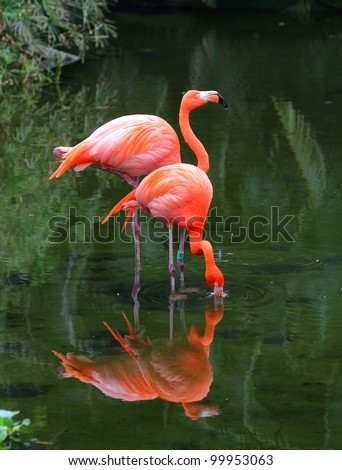 Two pink flamingos are searching feed in the water Royalty-Free Stock Photo #99953063