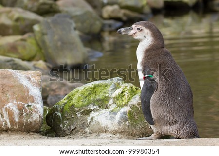 A Humboldt penguin in a dutch zoo