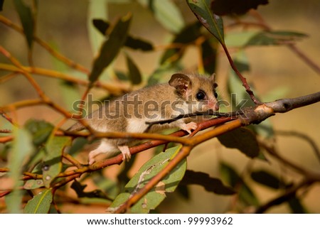 Pygmy possum, Gluepot Bird Sanctuary