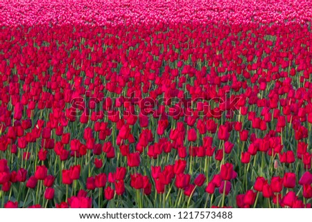 Image 90% filled with brilliant red tulips in field. Top 10% of frame - out of focus in distance - are bright pink tulips.   Relatively shallow depth-of-field enhances impression of expanse of tulips