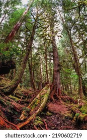 Image Of Abandoned Haida Canoe On Kunghit Island, Haida Gwaii, BC, Canada