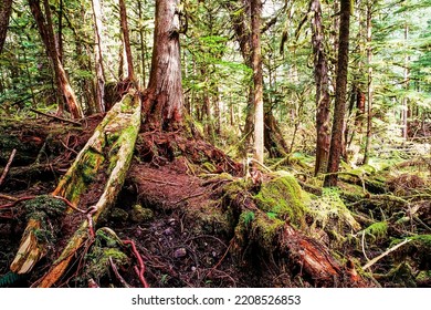 Image Of Abandoned Haida Canoe On Kunghit Island, Haida Gwaii, BC, Canada