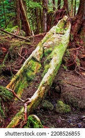 Image Of Abandoned Haida Canoe On Kunghit Island, Haida Gwaii, BC, Canada