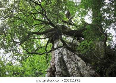 Im Genes De Yaku Cedar Im Genes Fotos Y Vectores De Stock Shutterstock