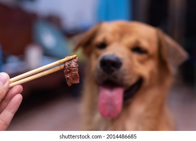 An Image Of Adorable Brown Dog Shows Its Pink Tongue Because It Is Waiting For Eat Cooked Wagyu Beef In Chopsticks From The Owner Hand