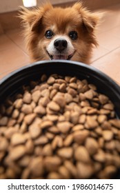 An Image Of Adorable Brown Dog Is Waiting For Owner To Feed Dog Food Pellets In Black Bucket