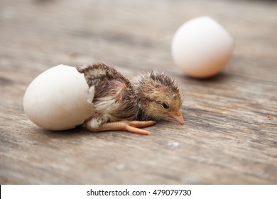 chick hatching images stock photos vectors shutterstock