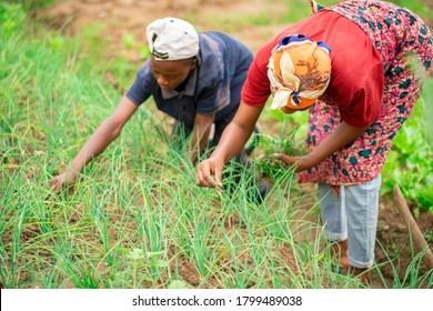 Image Of African Woman And A Boy In Green Field With The Boy Bit Blurred, Activities On Farm Land 