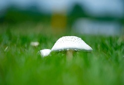 Image Of Agaricales Growing On The Lawn In The Park